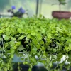 Golden Creeping Jenny Live Plant - Lysimachia nummularia 'Aurea' - 1" or 2.5" Pot - Outdoor Ground Cover - Image 1