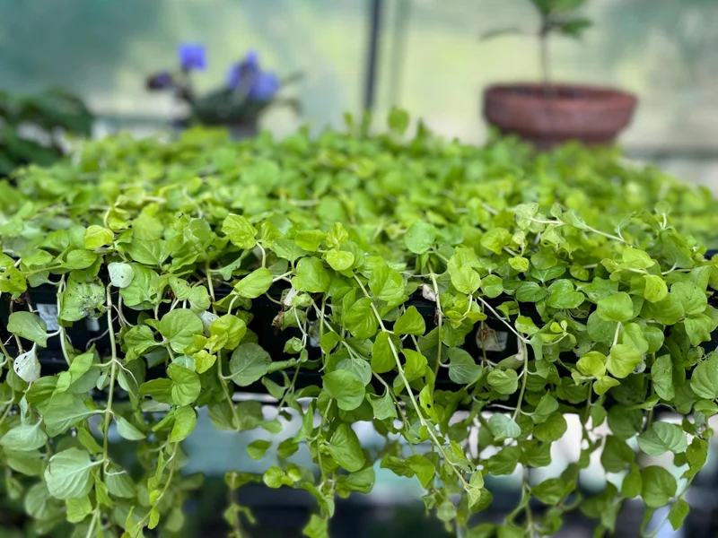 Golden Creeping Jenny Live Plant - Lysimachia nummularia 'Aurea' - 1" or 2.5" Pot - Outdoor Ground Cover - Image 1