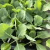 Golden Cross Cabbage Live Plants - 4 Pack, 6 inches, Vegetative Stage - Image 1