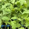 Goliath Tomato Live Plants - 3 Pack, 6-10 Inches Tall, 60+ Days Old, Outdoor Vegetable - Image 1