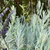 Goodwin Creek Lavender Live Plant - Aromatic Herb for Indoor & Outdoor Gardens - 1" Plug - Image 1