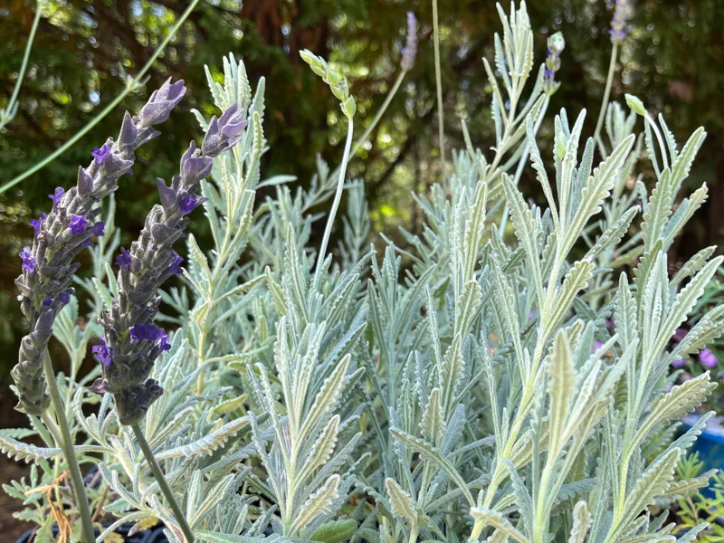 Goodwin Creek Lavender Live Plant - Aromatic Herb for Indoor & Outdoor Gardens - 1" Plug - Image 1
