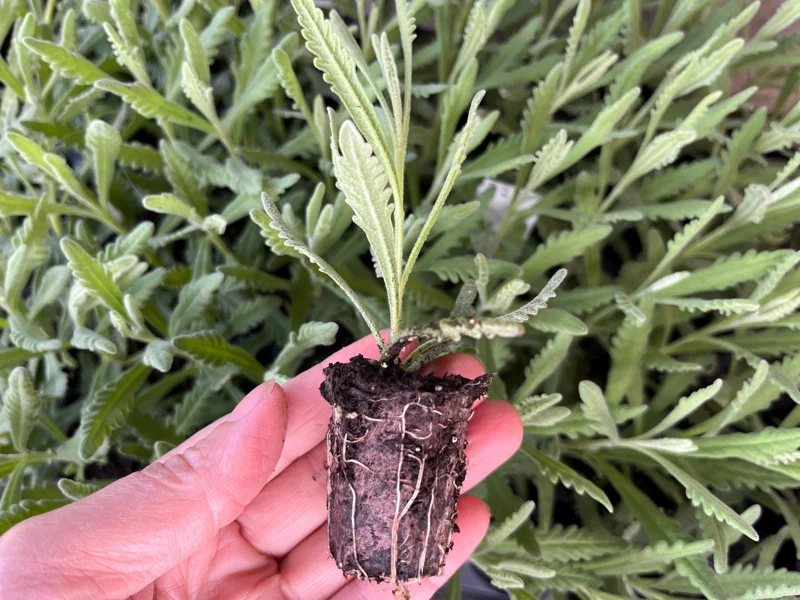 Goodwin Creek Lavender Live Plant - Aromatic Herb for Indoor & Outdoor Gardens - 1" Plug - Image 2