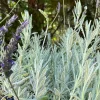 Goodwin Creek Lavender Live Plant - Aromatic Herb, USDA Zones 8-11, Indoor/Outdoor - Image 1