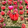 Grafted Gymnocalycium Friedrichii Cactus Live Plant - Rare 3 Inch Pot - Image 1