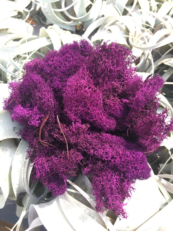 Grape Cranberry Purple Reindeer Moss Decorative - 2 OZ Bag for Terrariums - Image 1