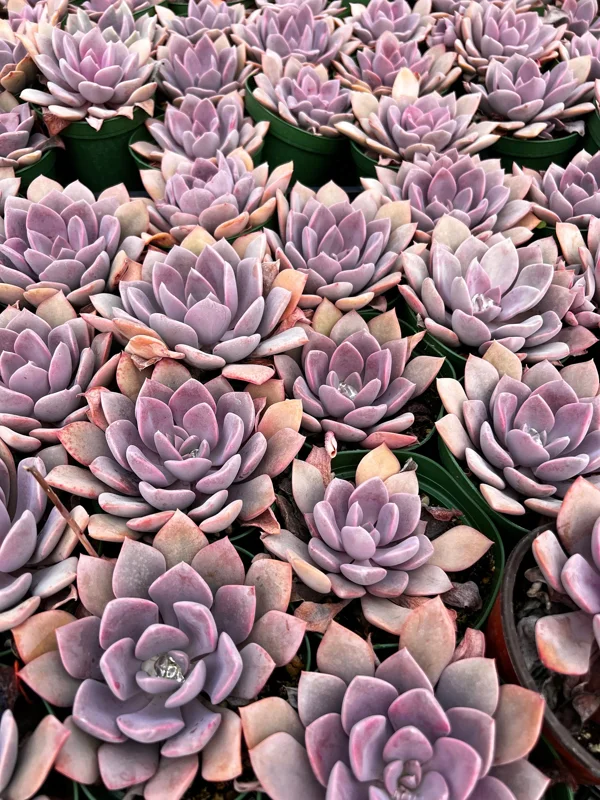 Graptoveria Debbie Pink Succulent Live Plant - 2.5'' & 4'' Pot - Colorful Rosette - Image 2