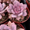 Graptoveria Debbie Pink Succulent Live Plant - 2.5'' & 4'' Pot - Colorful Rosette - Image 1