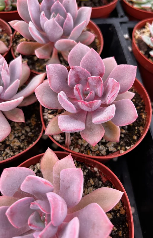 Graptoveria Debbie Pink Succulent Live Plant - 2.5'' & 4'' Pot - Colorful Rosette - Image 1