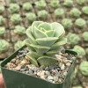 Graptoveria Lovely Rose Succulent Plant – Live Green Rose in 3 Inch Pot - Image 1