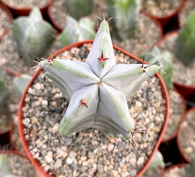 Grey Ghost Organ Pipe Cactus Live Plant - Stenocereus Pruinosus - 2" or 6" Pot - Image 2