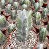 Grey Ghost Organ Pipe Cactus Live Plant - Stenocereus Pruinosus - 2" or 6" Pot - Image 1