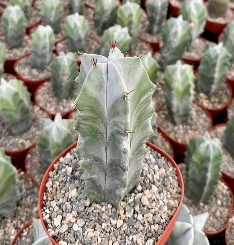 Grey Ghost Organ Pipe Cactus Live Plant - Stenocereus Pruinosus - 2" or 6" Pot - Image 1
