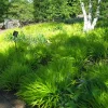 Hakonechloa Macra 'All Gold' Japanese Forest Grass Live Plant - 2.5x3.5 Inch Pot - Image 1