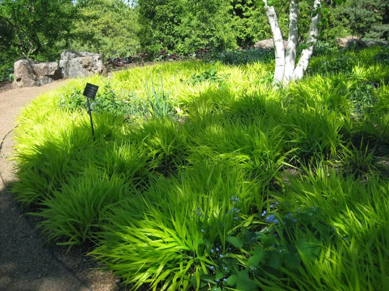 Hakonechloa Macra 'All Gold' Japanese Forest Grass Live Plant - 2.5x3.5 Inch Pot - Image 1