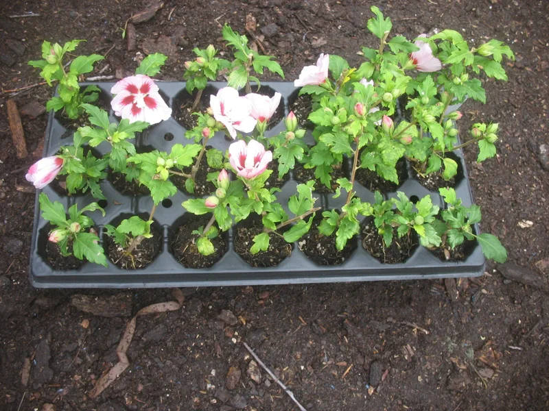 Hamabo Rose of Sharon Live Plant - 5-7 Inch Starter Plant, White & Pink Flowers - Image 2