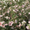 Hamabo Rose of Sharon Live Plant - 5-7 Inch Starter Plant, White & Pink Flowers - Image 1