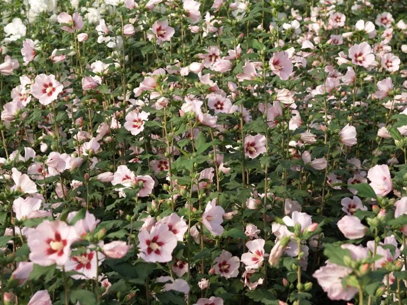 Hamabo Rose of Sharon Live Plant - 5-7 Inch Starter Plant, White & Pink Flowers - Image 1