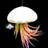 Hanging Air Plant Sea Urchin Planter Kit - Tillandsia Ionantha - Live Plant Decor - Double Set - Image 1