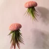 Hanging Air Plant Sea Urchin Planter Kit - Tillandsia ionantha - Double Set, Live Plant - Image 1