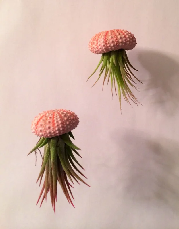 Hanging Air Plant Sea Urchin Planter Kit - Tillandsia ionantha - Double Set, Live Plant - Image 1
