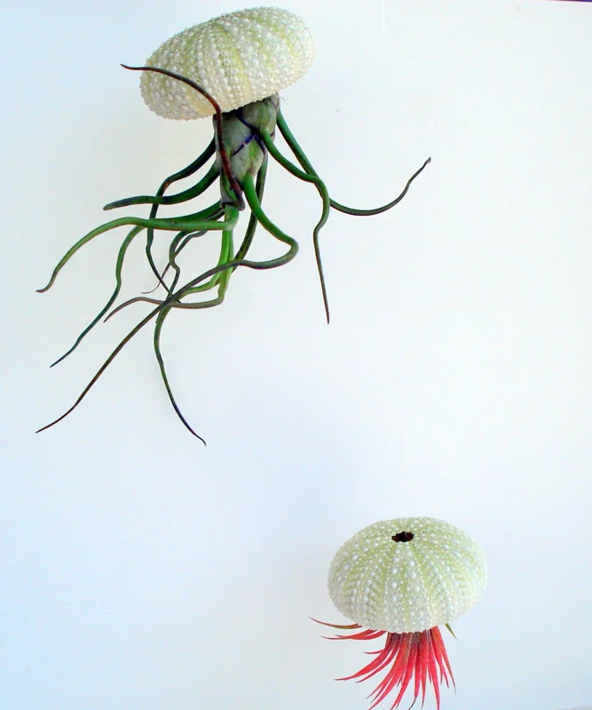 Hanging Air Plant Sea Urchin Planter Set of 3 - Live Tillandsia Indoor Decor - Image 2