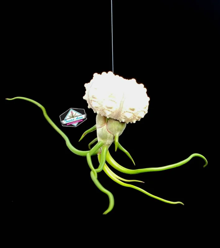 Hanging Air Plant Sea Urchin Planter Set of 3 - Live Tillandsia Indoor Decor - Image 5