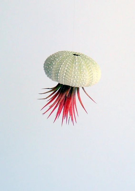 Hanging Air Plant Sea Urchin Planter Set of 3 - Live Tillandsia Indoor Decor - Image 7