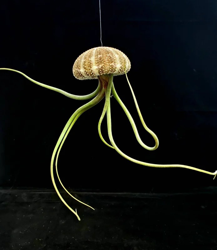 Hanging Air Plant Sea Urchin Planter Set of 3 - Live Tillandsia Indoor Decor - Image 9
