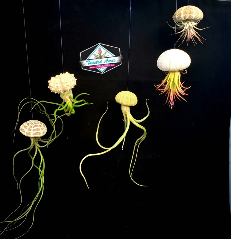 Hanging Air Plant Sea Urchin Planter Set of 3 - Live Tillandsia Indoor Decor - Image 1