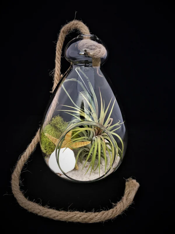 Hanging Air Plant Terrarium Kit – Live Tillandsia, Glass Orb, Rope – 7x6 Inch Coastal Decor - Image 2