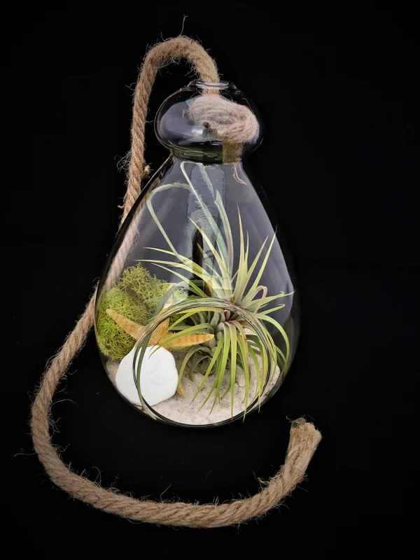 Hanging Air Plant Terrarium Kit – Live Tillandsia, Glass Orb, Rope – 7x6 Inch Coastal Decor - Image 1