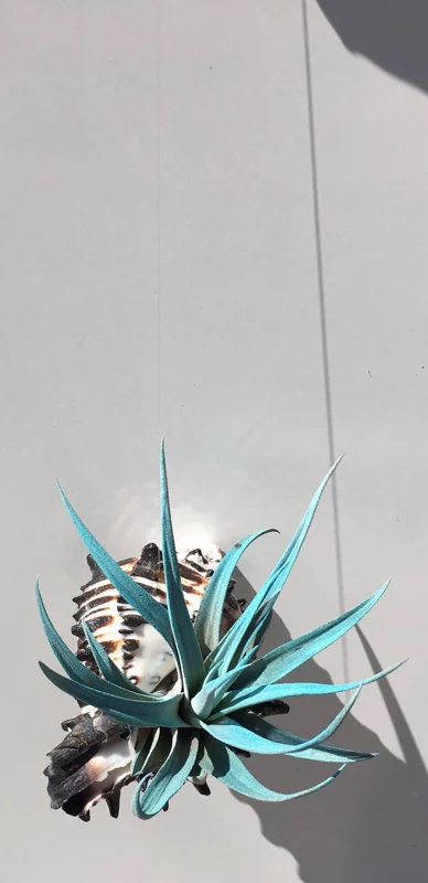 Hanging Air Plant Tillandsia Live Plant in Black Murex Shell - 3-5" Shell - Image 2