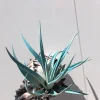 Hanging Air Plant Tillandsia Live Plant in Black Murex Shell - 3-5" Shell - Image 1
