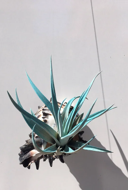 Hanging Air Plant Tillandsia Live Plant in Black Murex Shell - 3-5" Shell - Image 1
