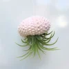 Hanging Sea Urchin Planter with Air Plant - Unique Indoor Terrarium Decor - Image 1