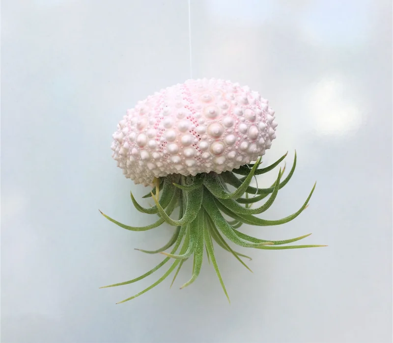 Hanging Sea Urchin Planter with Air Plant - Unique Indoor Terrarium Decor - Image 1