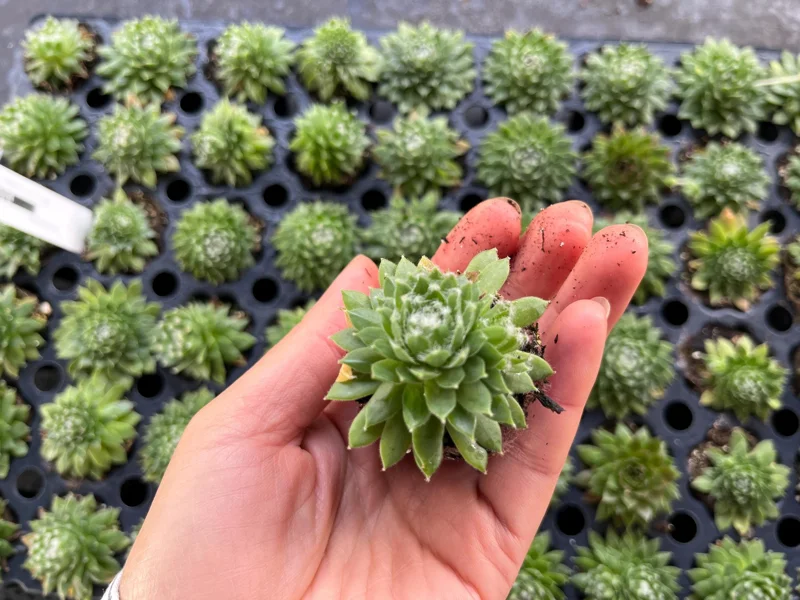 Hardy Hens & Chicks Live Plant - Rare Sempervivum Colorockz Series 1 inch Plug - Image 2