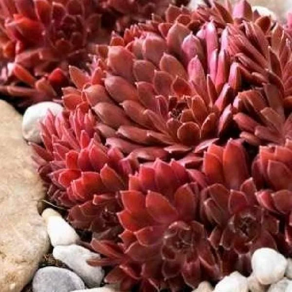 Hardy Hens & Chicks Live Plant - Rare Sempervivum Colorockz Series 1 inch Plug - Image 1