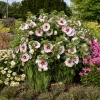 Hardy Hibiscus 'Angel Eyes' Live Plant - White Flowers with Raspberry Red Eye - 2.5 x 3.5 Inch Pot - Image 1