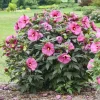 Hardy Hibiscus 'Berry Awesome' Live Plant - 2.5 x 3.5 Inch Pot - Zone 4-9 Perennial - Image 1