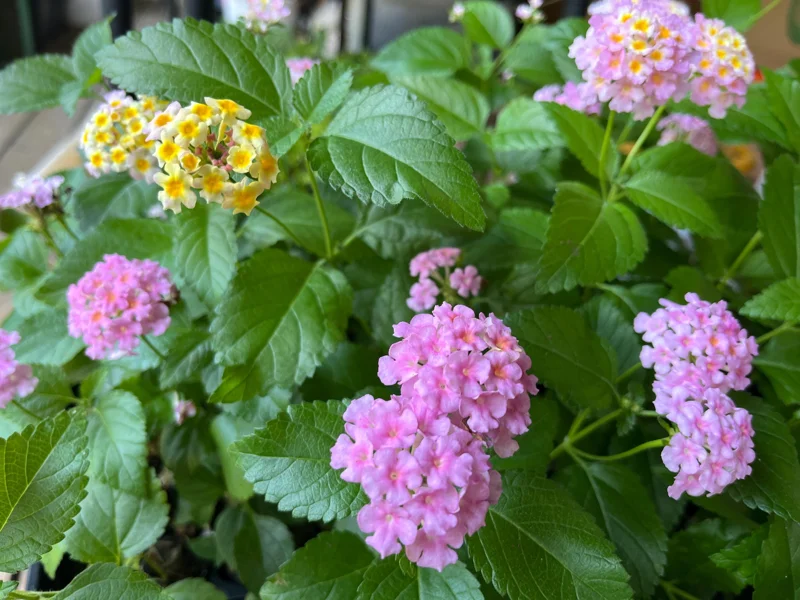 Hardy Lantana Live Plant - Multi-Color Flowers, Drought Tolerant, USDA Zones 7b-11 - Image 2
