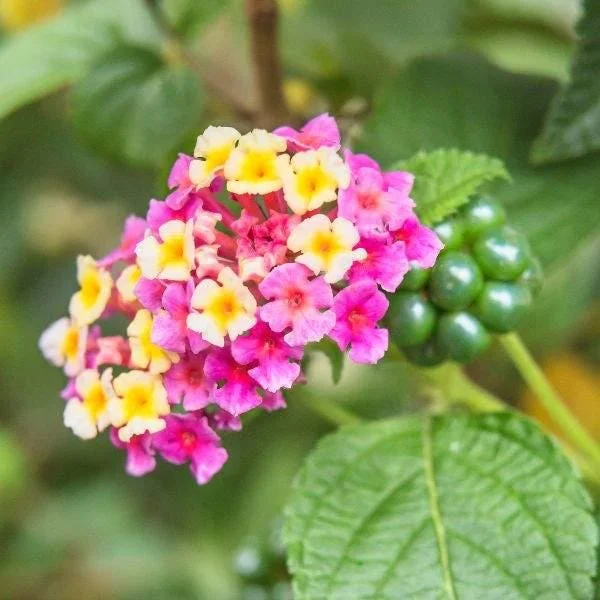 Hardy Lantana Live Plant - Multi-Color Flowers, Drought Tolerant, USDA Zones 7b-11 - Image 1