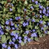 Hardy Plumbago Live Plant - Ceratostigma Plumbaginoides - Starter Plant - 2.5x3.5 Inch Pot - Image 1