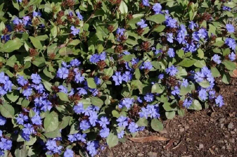 Hardy Plumbago Live Plant - Ceratostigma Plumbaginoides - Starter Plant - 2.5x3.5 Inch Pot - Image 1