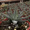 Haworthia Fasciata Cape Town Live Plant – Rare Succulent in 4'' Pot - Image 1