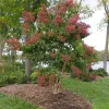Heptacodium Temple of Bloom Live Plant – Starter Plant – 5-7 Inch Tall – Deciduous Shrub - Image 1