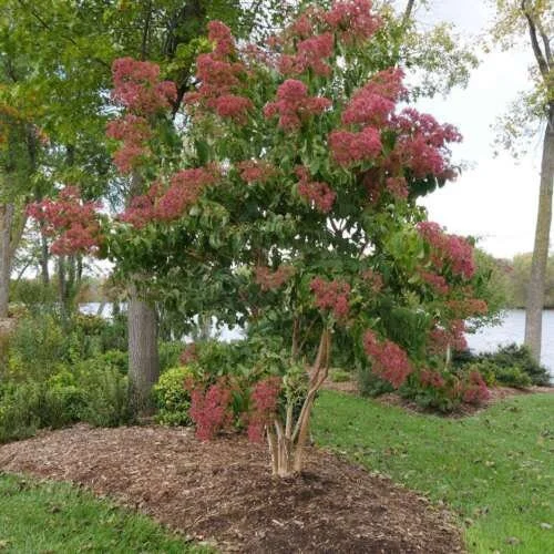Heptacodium Temple of Bloom Live Plant – Starter Plant – 5-7 Inch Tall – Deciduous Shrub - Image 1