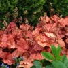 Heuchera 'Georgia Peach' Live Plant - Perennial, Peach-Orange Foliage - 2.5x3.5 inch Pot - Image 1