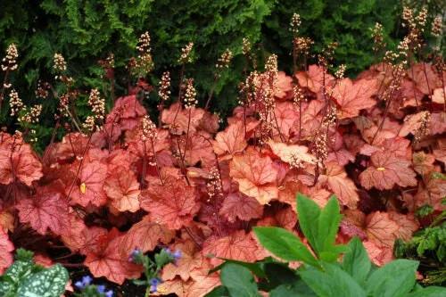 Heuchera 'Georgia Peach' Live Plant - Perennial, Peach-Orange Foliage - 2.5x3.5 inch Pot - Image 1